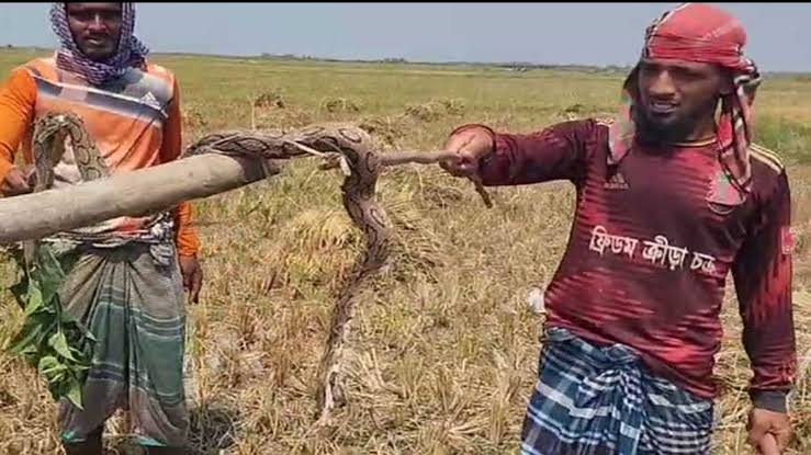 আপনার ঘরেই বাস করে সাপের চেয়ে বিপজ্জনক প্রাণী