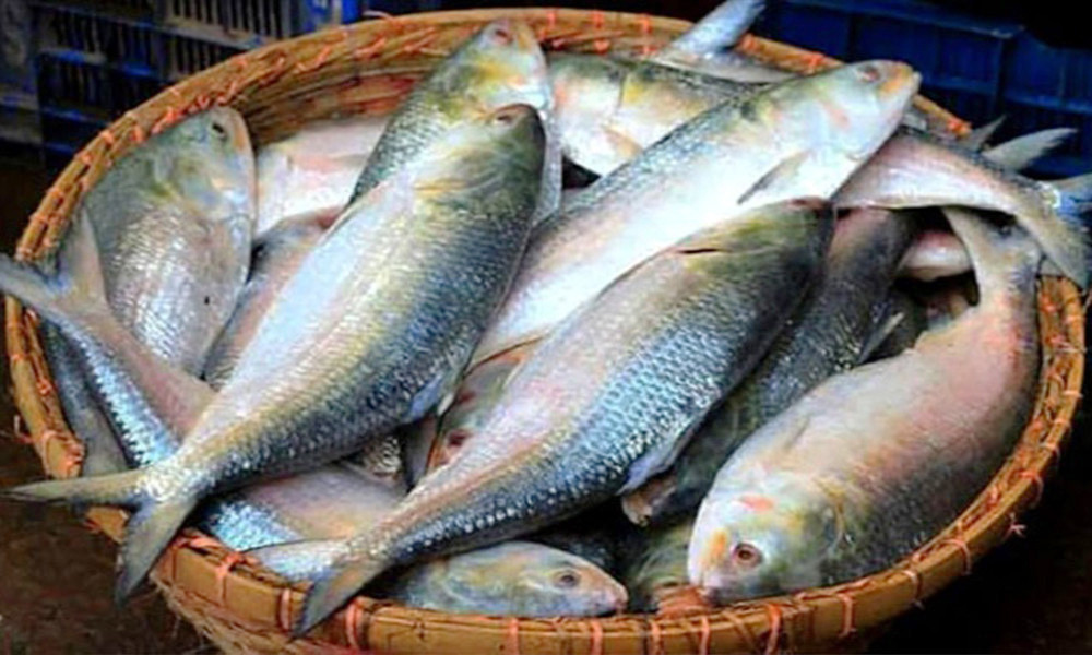 ইলিশ নিয়ে এবার যে বড় সুখবর