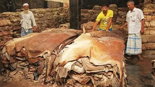 দাম বাড়লো কোরবানির পশুর চামড়ার